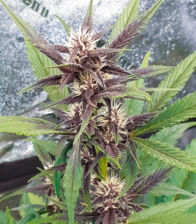 LSD-25 Auto Cannabispflanze – Fast Buds, Foto 1