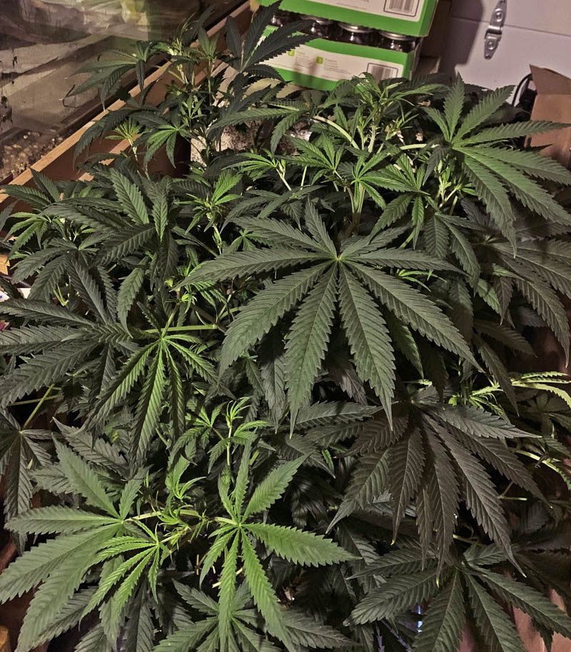 Meringue Cannabispflanze – Dutch Passion, Foto 1