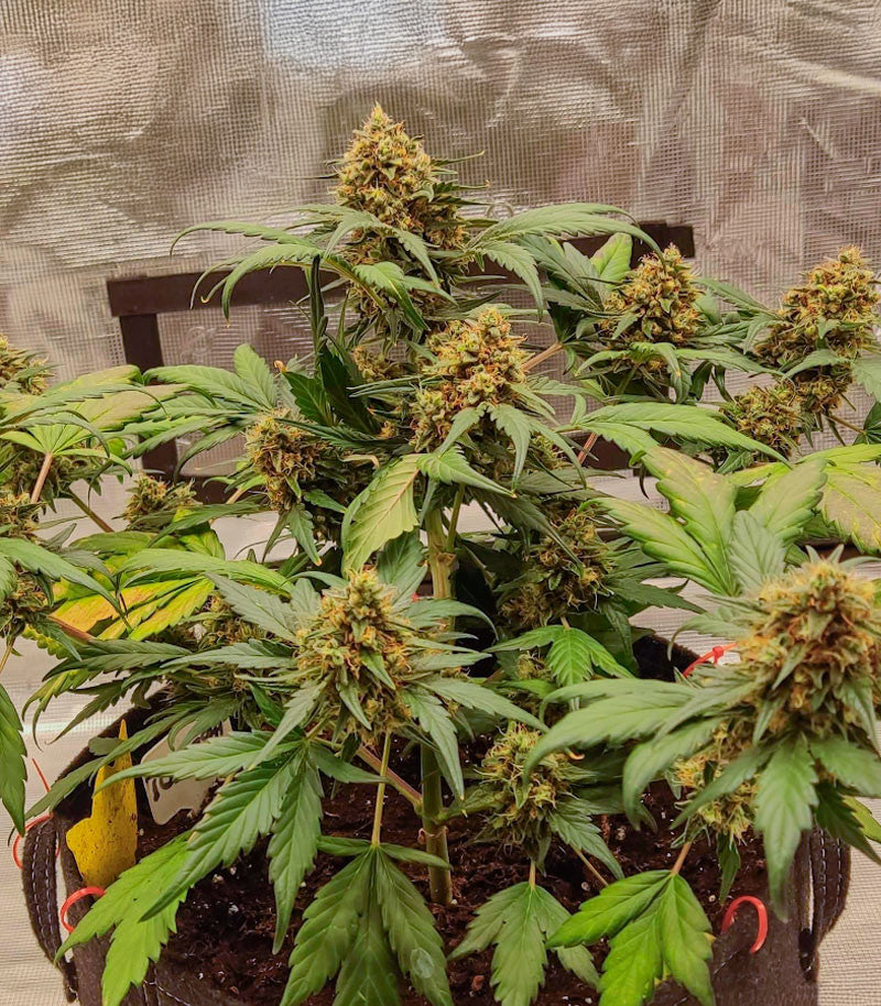 Orange Apricot Glue XL Auto Cannabispflanze – Sweet Seeds, Foto 2