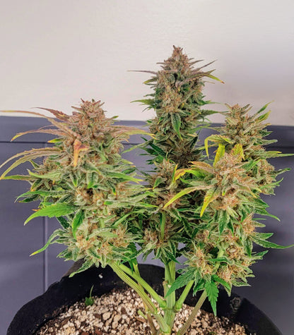 Orange Apricot Glue XL Auto Cannabispflanze – Sweet Seeds, Foto 3