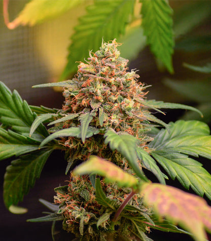 Orange Apricot Glue XL Auto Cannabispflanze – Sweet Seeds, Foto 1