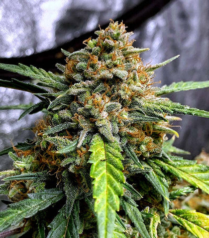 Original Auto Northern Lights Cannabispflanze – Fast Buds, Foto 1