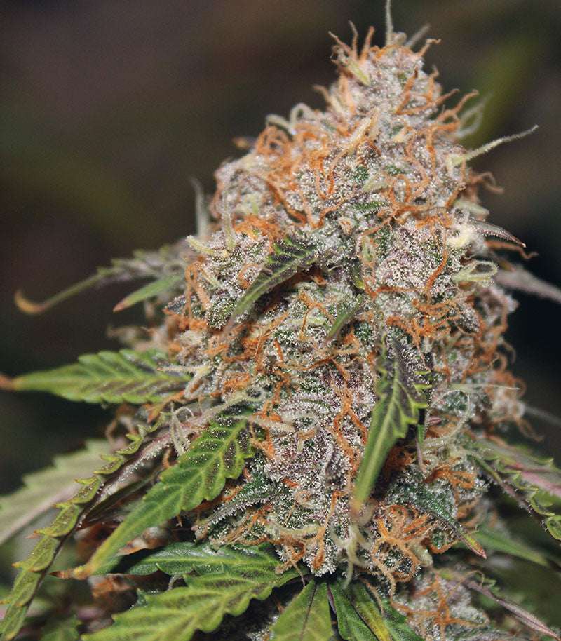 Original Auto Northern Lights Cannabispflanze – Fast Buds, Foto 5