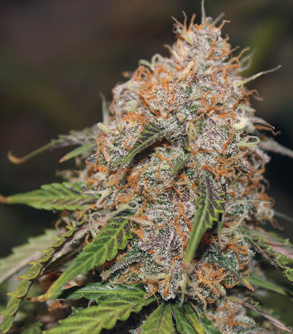 Original Auto Northern Lights Cannabispflanze – Fast Buds, Foto 5