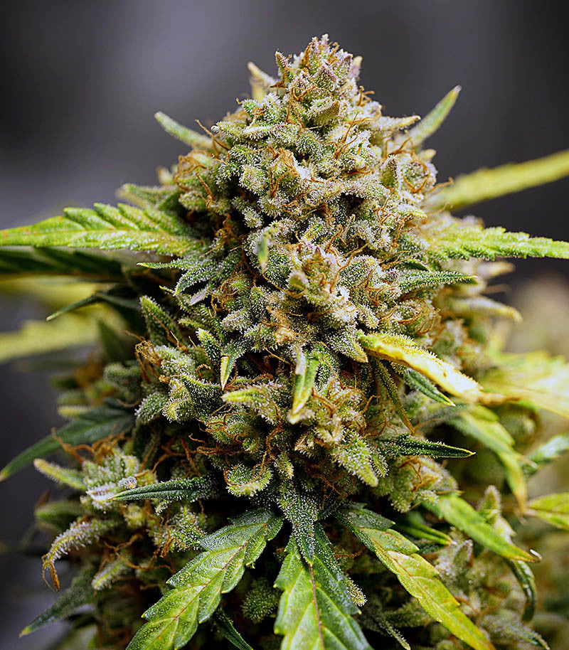Original Auto Northern Lights Cannabispflanze – Fast Buds, Foto 4