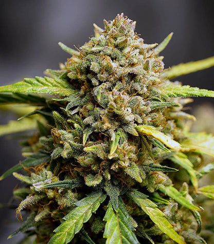 Original Auto Northern Lights Cannabispflanze – Fast Buds, Foto 4