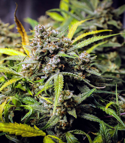 Original Auto Northern Lights Cannabispflanze – Fast Buds, Foto 6