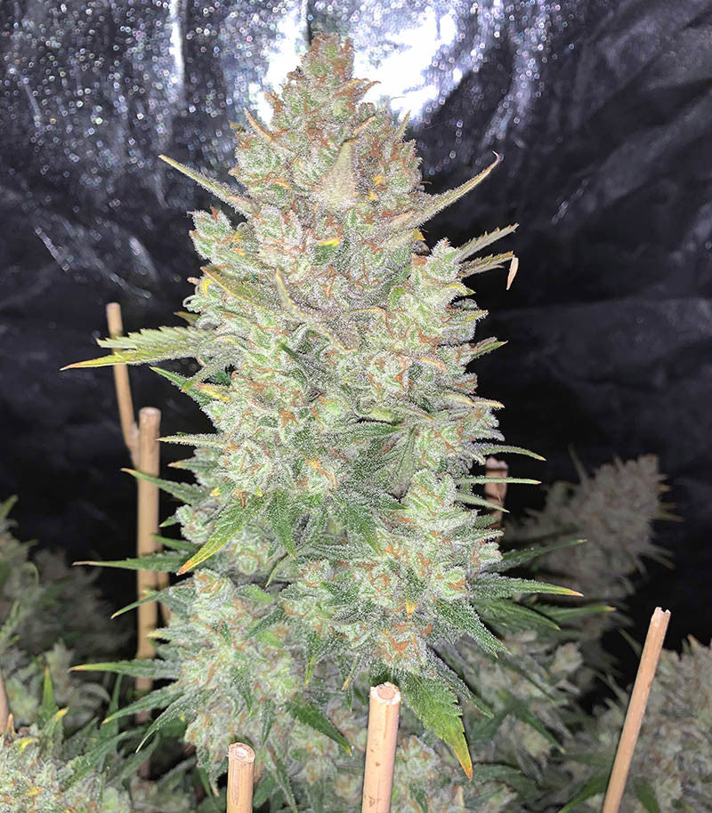 Original Auto OG Kush Cannabispflanze – Fast Buds, Foto 1