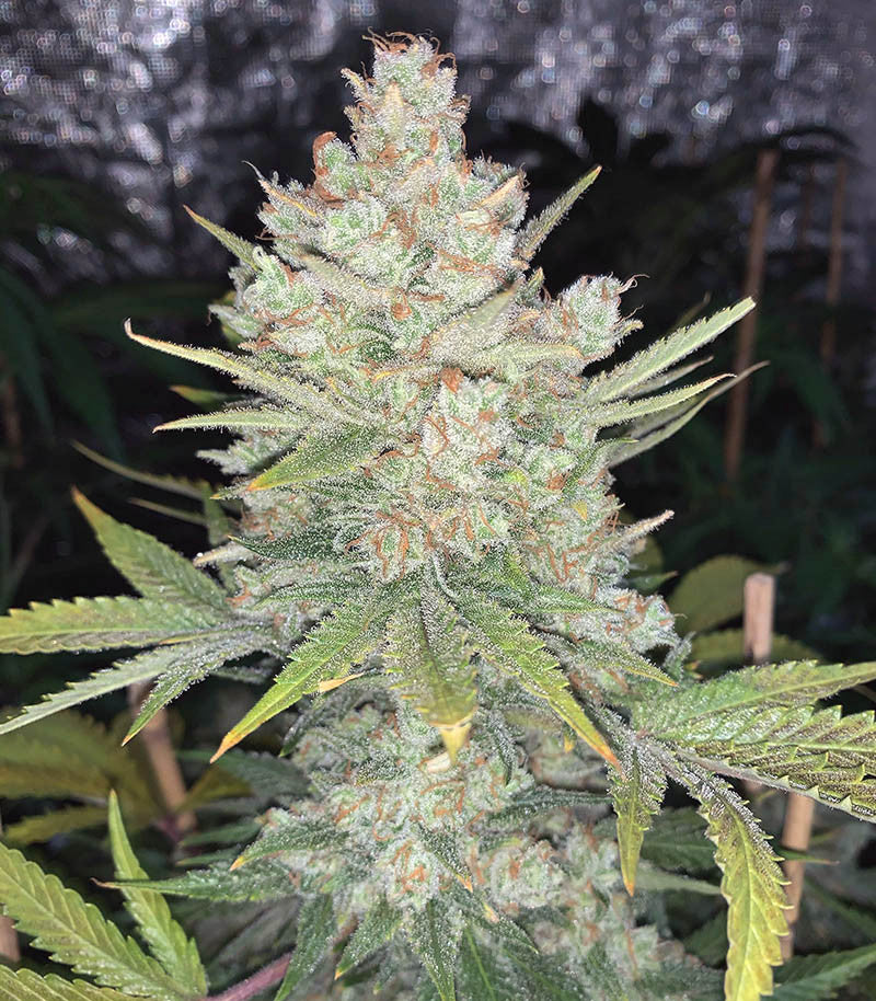 Original Auto OG Kush Cannabispflanze – Fast Buds, Foto 2