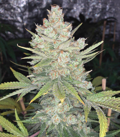 Original Auto OG Kush Cannabispflanze – Fast Buds, Foto 2