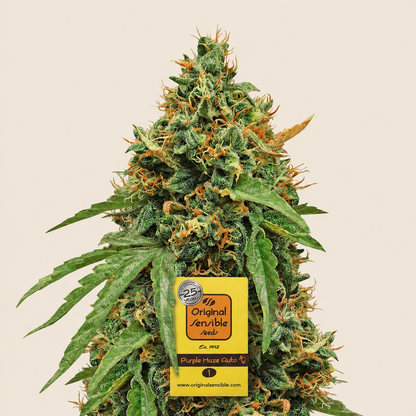 Purple Haze Auto