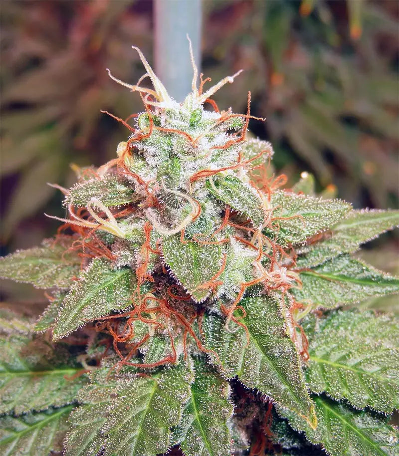 Acapulco Gold Cannabispflanze – Barney's Farm, Foto 6