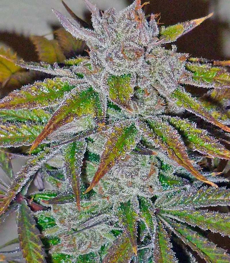 Acapulco Gold Cannabispflanze – Barney's Farm, Foto 1