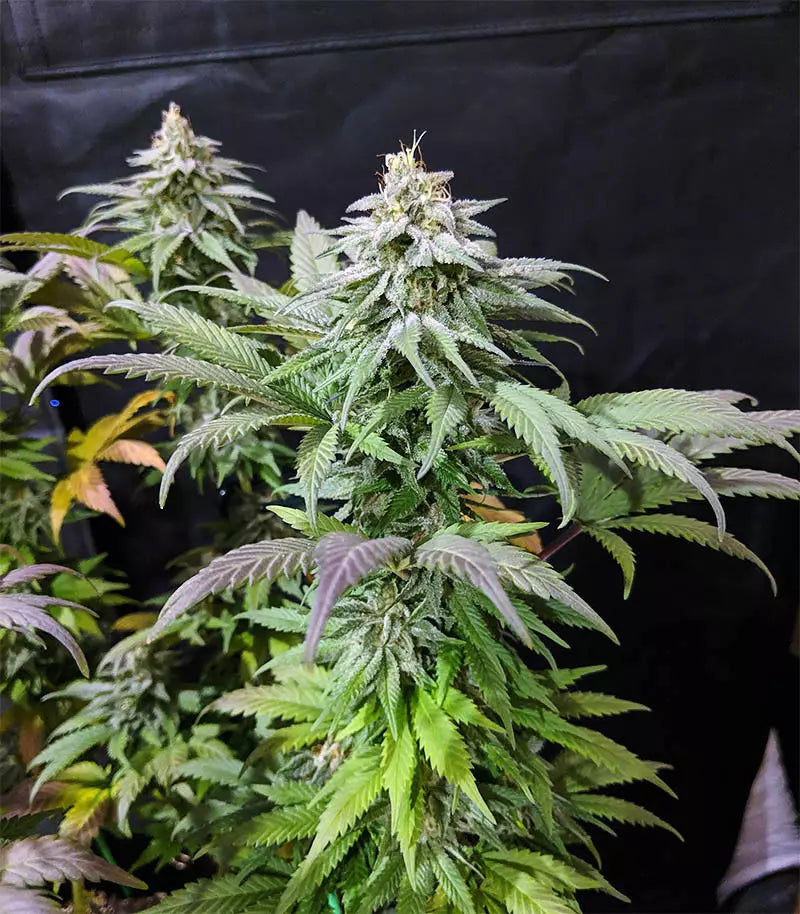 Acapulco Gold Cannabispflanze – Barney's Farm, Foto 2