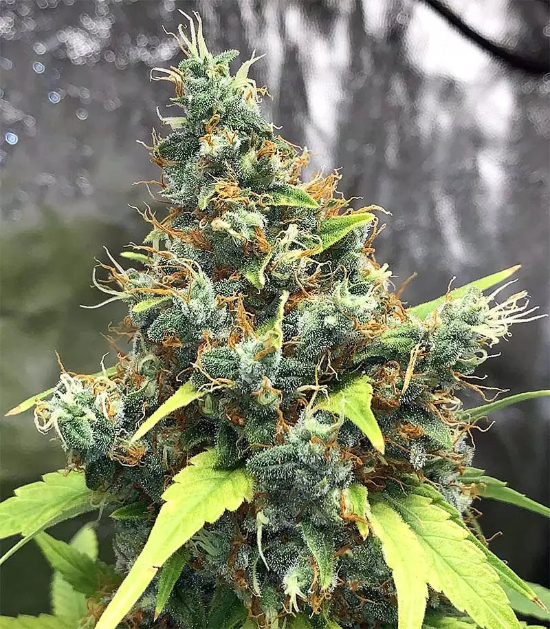 Acapulco Gold Cannabispflanze – Barney's Farm, Foto 3
