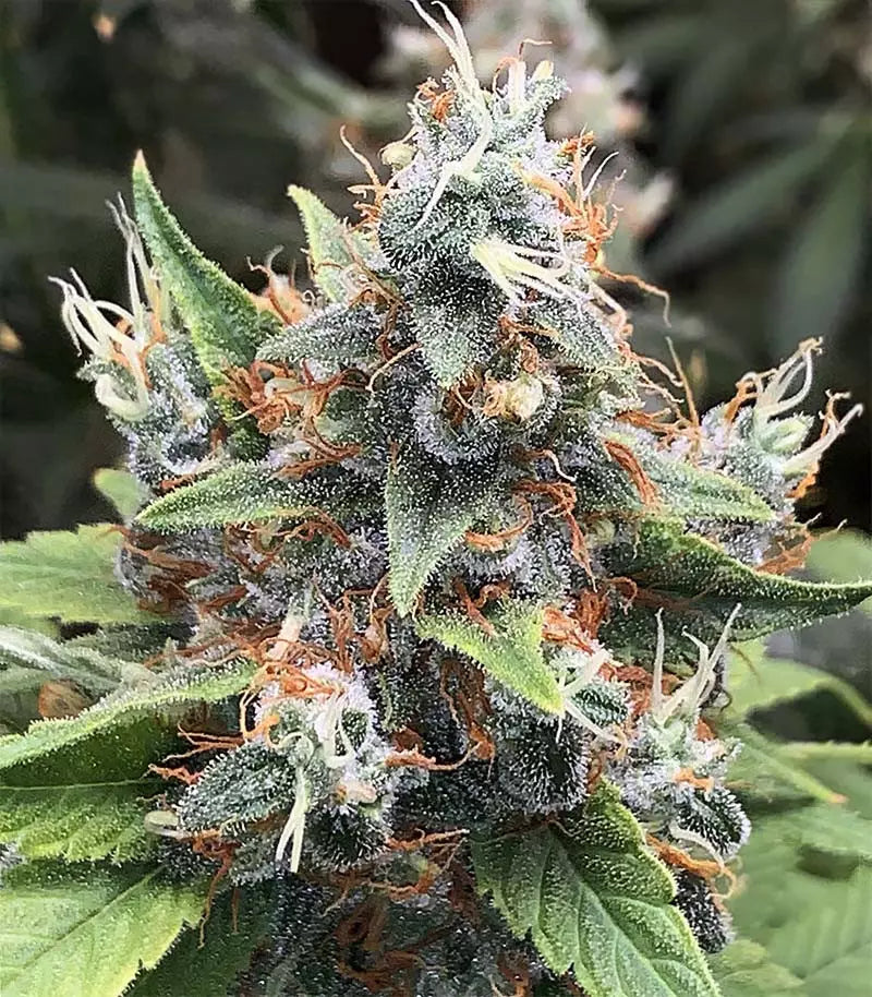 Acapulco Gold Cannabispflanze – Barney's Farm, Foto 4