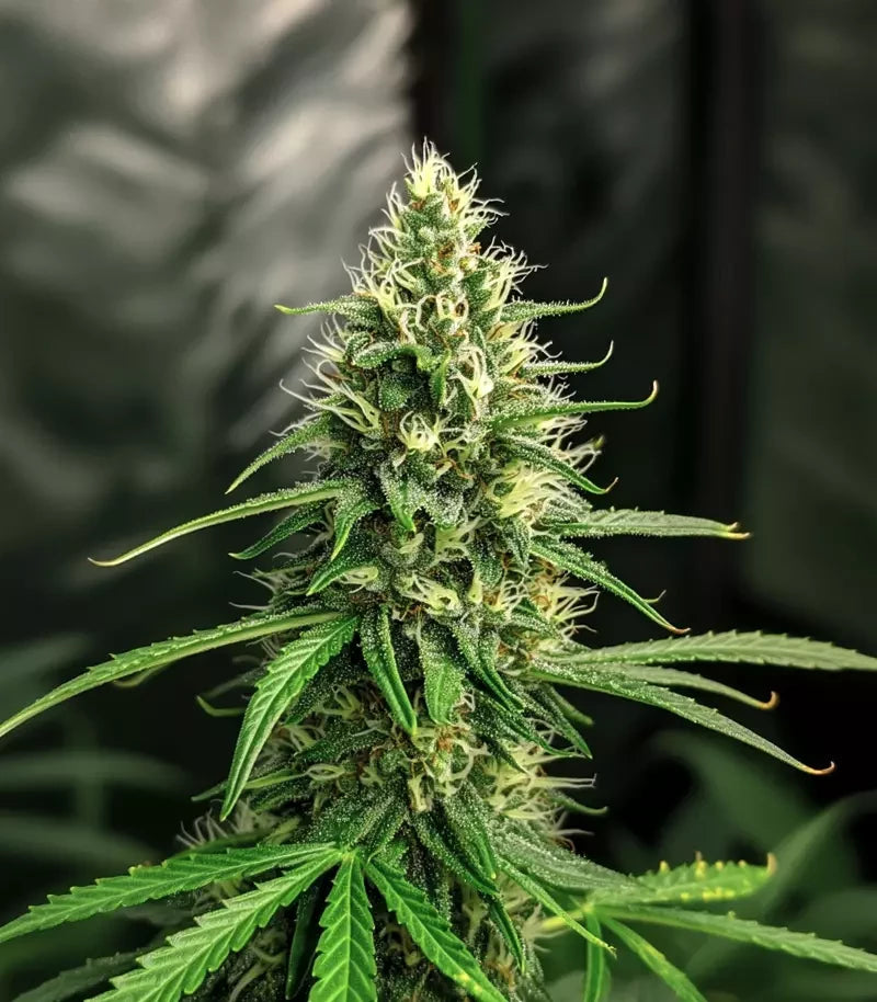 Amnesia Haze Auto Cannabispflanze – Barney's Farm, Foto 1