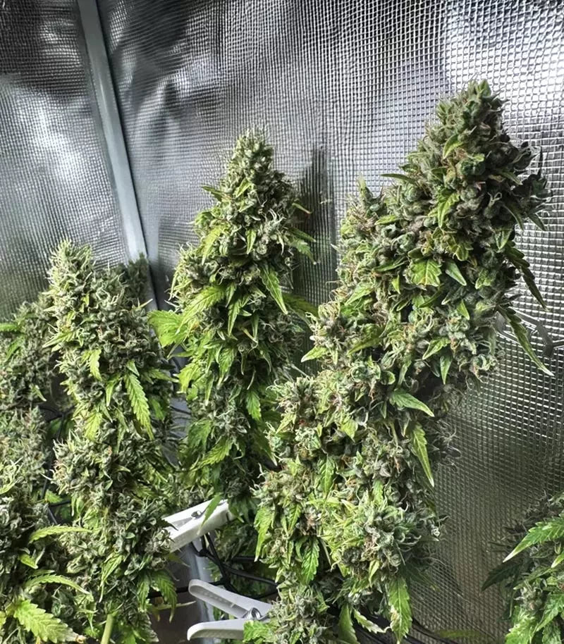 Amnesia Haze Auto Cannabispflanze – Barney's Farm, Foto 5