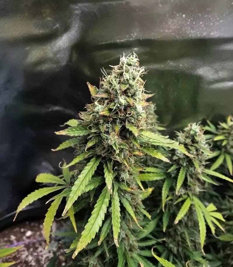 Amnesia Haze Auto Cannabispflanze – Barney's Farm, Foto 6
