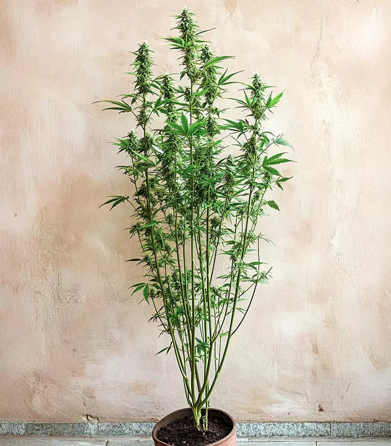 Amnesia Haze Auto Cannabispflanze – Barney's Farm, Foto 2