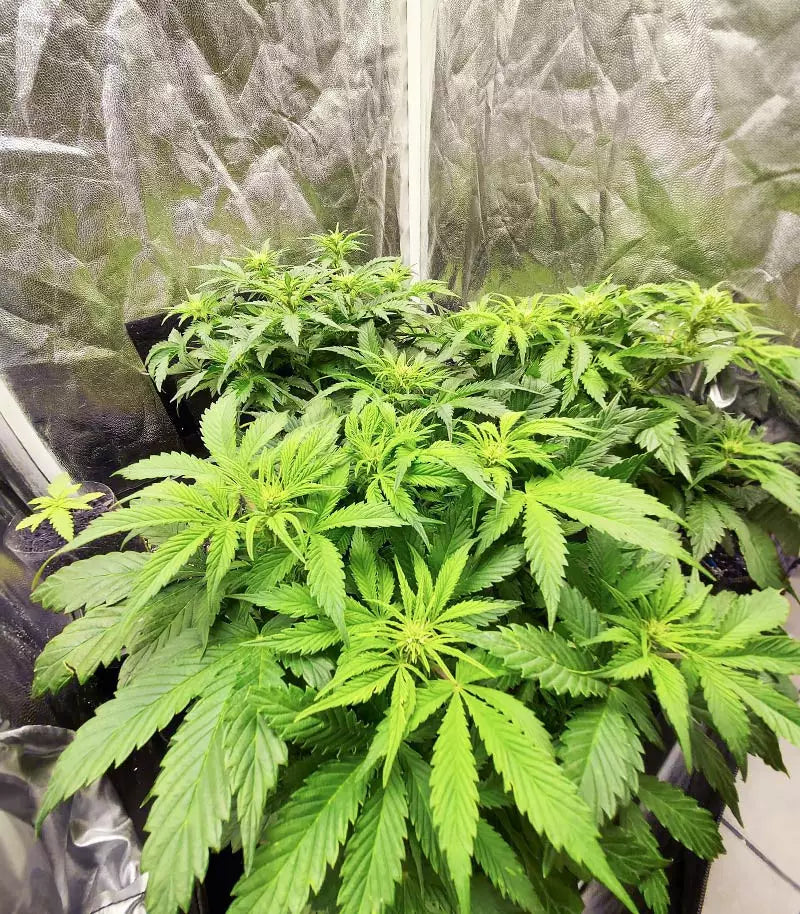 Apple Betty Auto Cannabispflanze – Herbies Seeds, Foto 2
