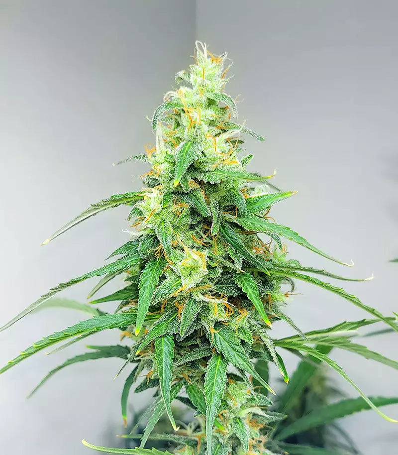 Apple Betty Auto Cannabispflanze – Herbies Seeds, Foto 3