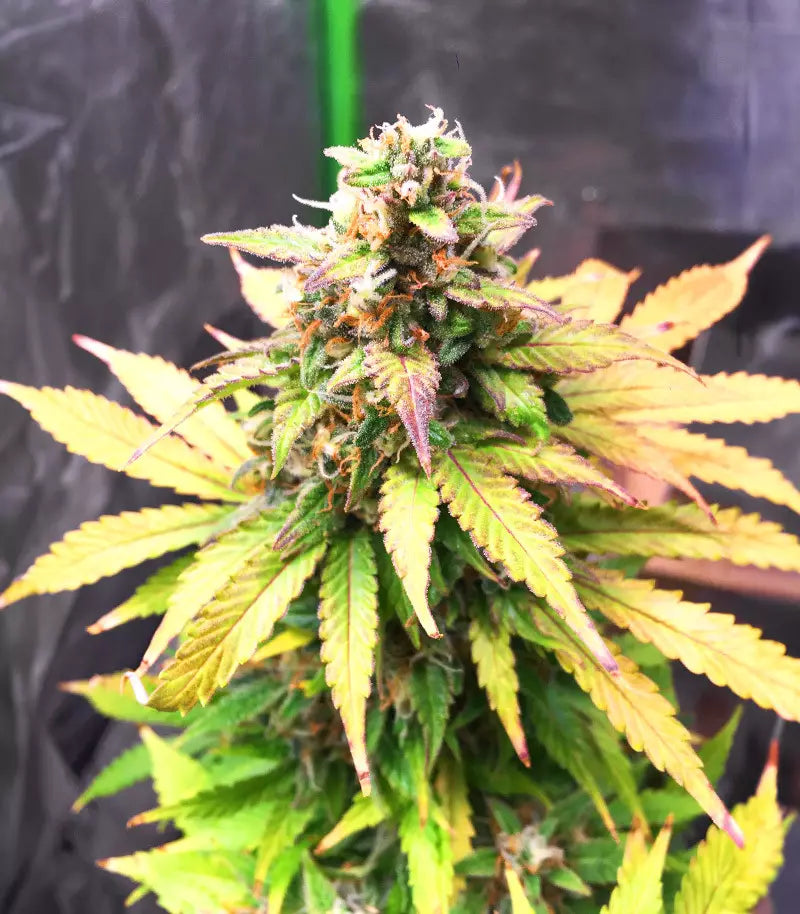 Apple Betty Auto Cannabispflanze – Herbies Seeds, Foto 4