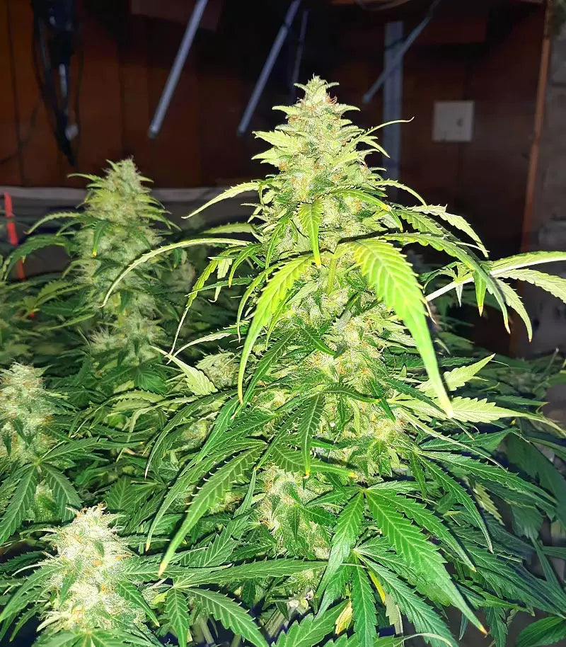 Apple Betty Auto Cannabispflanze – Herbies Seeds, Foto 1