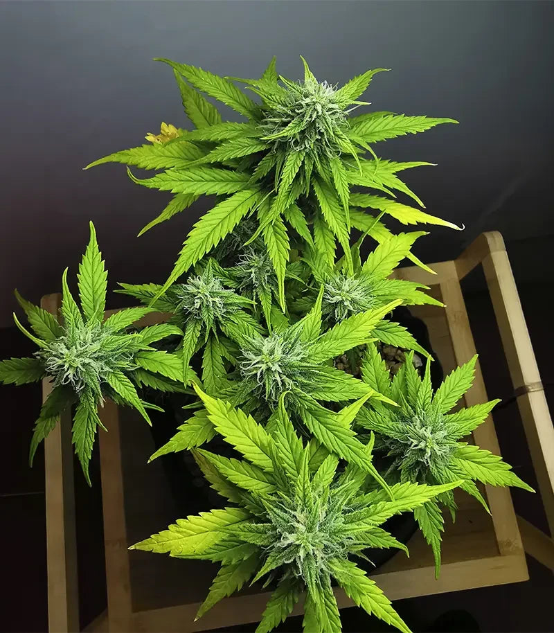 Apple Betty Cannabispflanze – Herbies Seeds, Foto 2