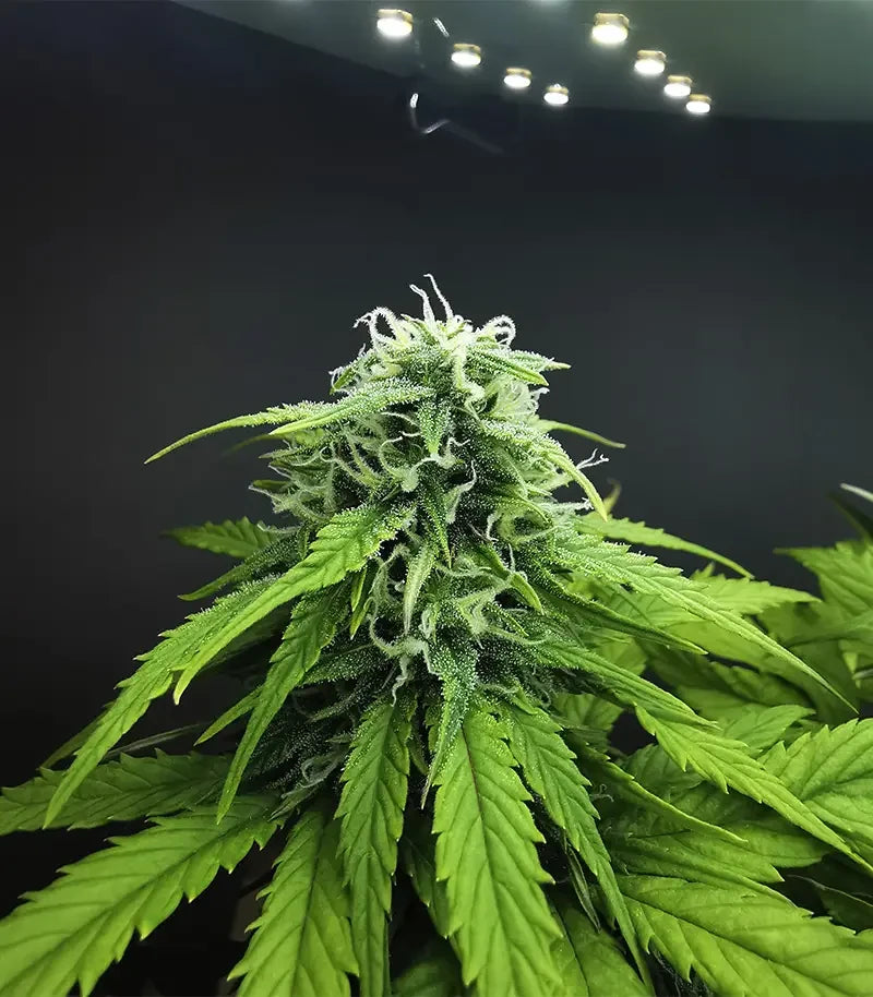 Apple Betty Cannabispflanze – Herbies Seeds, Foto 3
