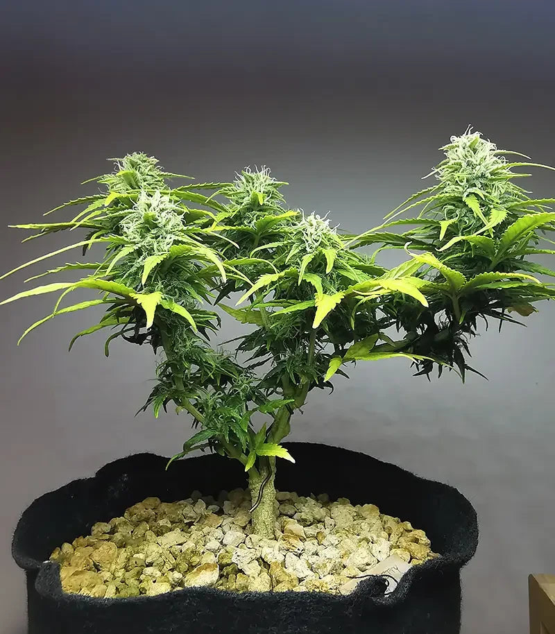 Apple Betty Cannabispflanze – Herbies Seeds, Foto 5