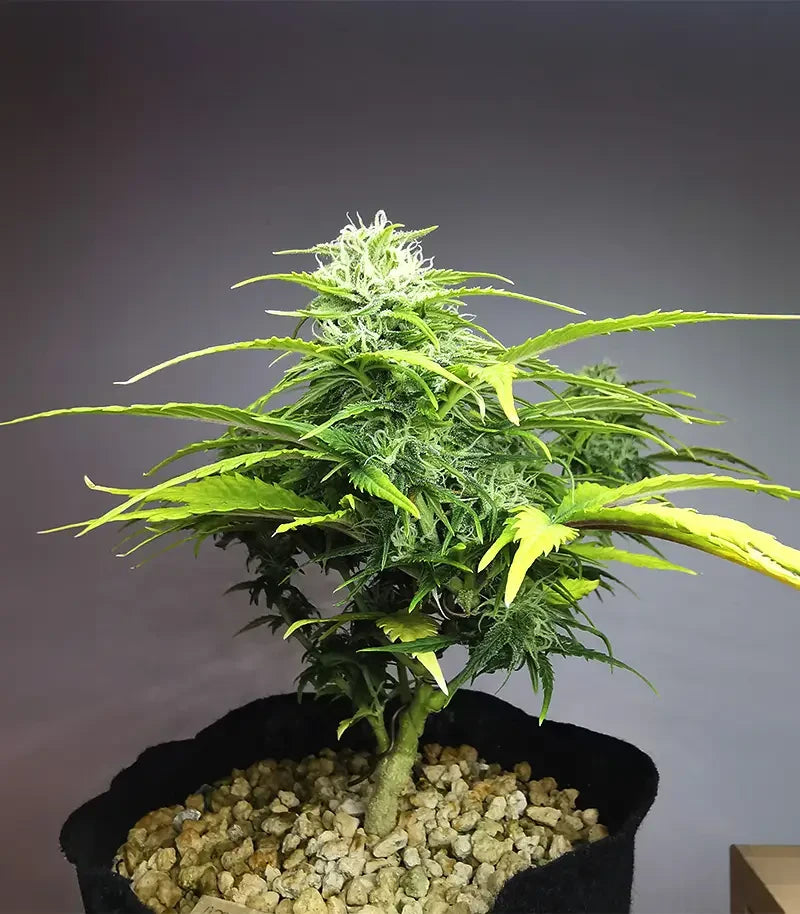 Apple Betty Cannabispflanze – Herbies Seeds, Foto 1