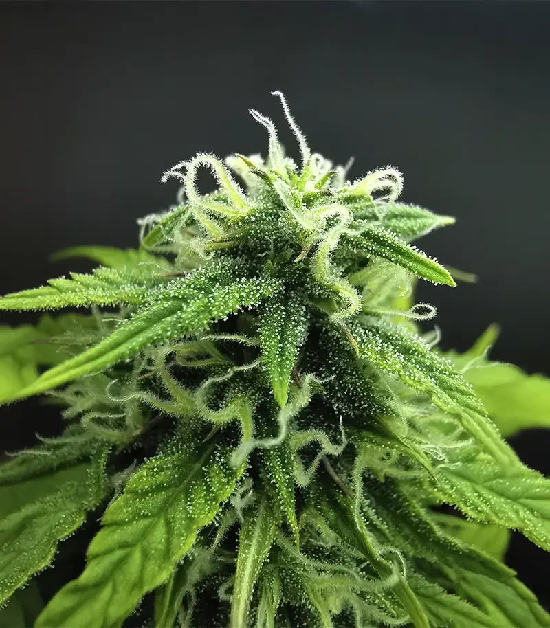 Apple Betty Cannabispflanze – Herbies Seeds, Foto 4