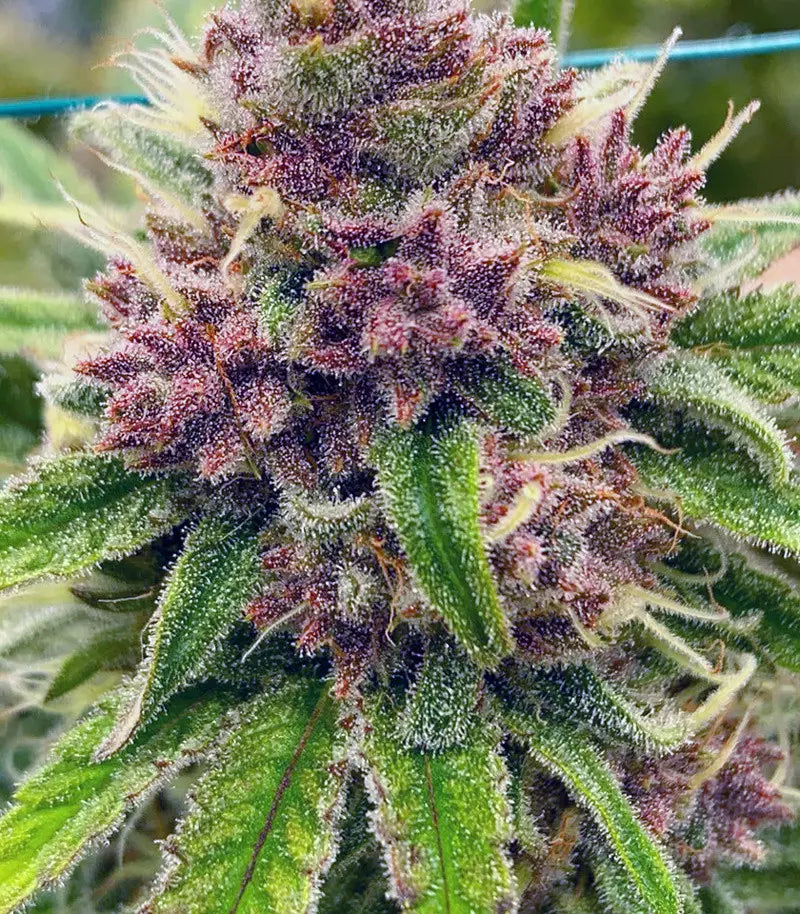 Black Cherry Punch Cannabispflanze – Pyramid Seeds, Foto 1