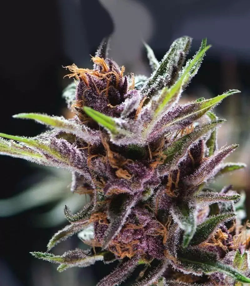 Black Cherry Punch Cannabispflanze – Pyramid Seeds, Foto 2