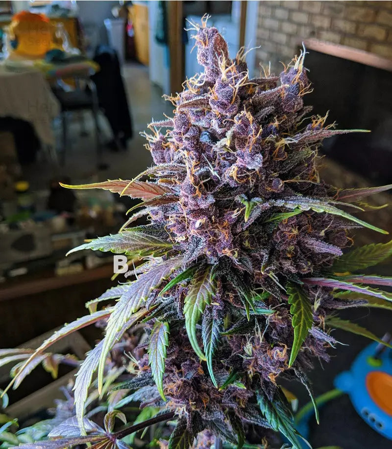 Black Cherry Punch Cannabispflanze – Pyramid Seeds, Foto 3