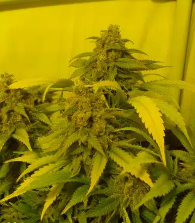 Black Russian Cannabispflanze – Delicious Seeds, Foto 1