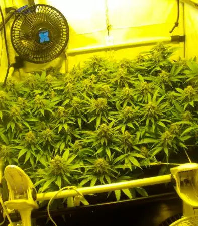 Black Russian Cannabispflanze – Delicious Seeds, Foto 2