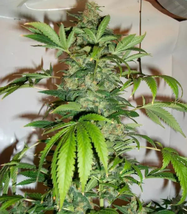 Black Russian Cannabispflanze – Delicious Seeds, Foto 3