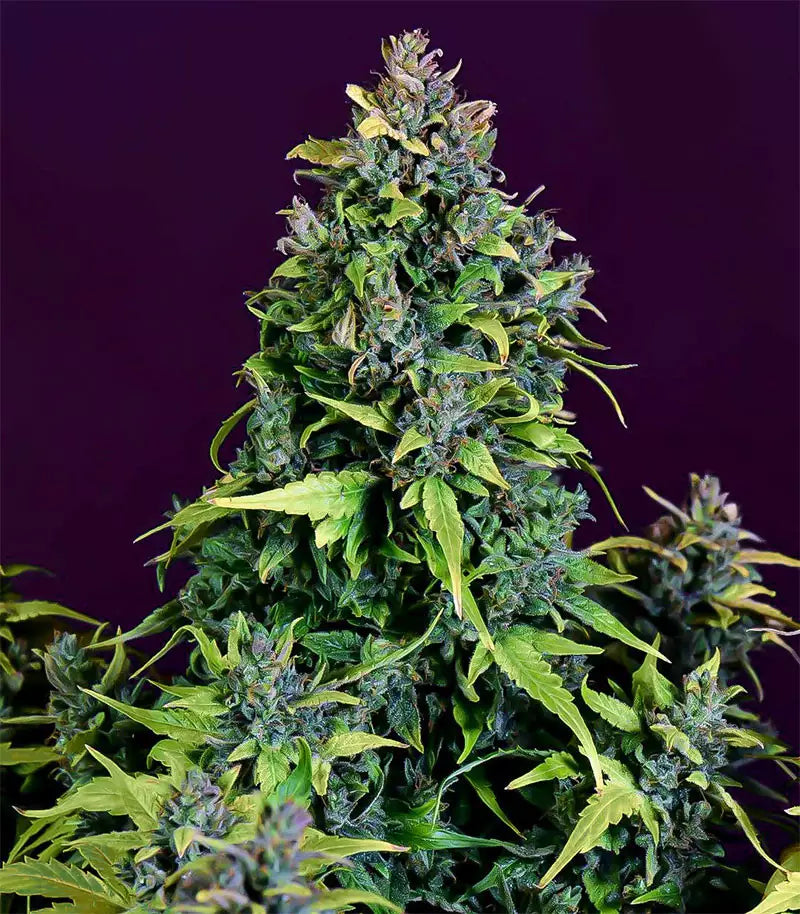 CBD Auto 20:1 Cannabispflanze – Fast Buds, Foto 1
