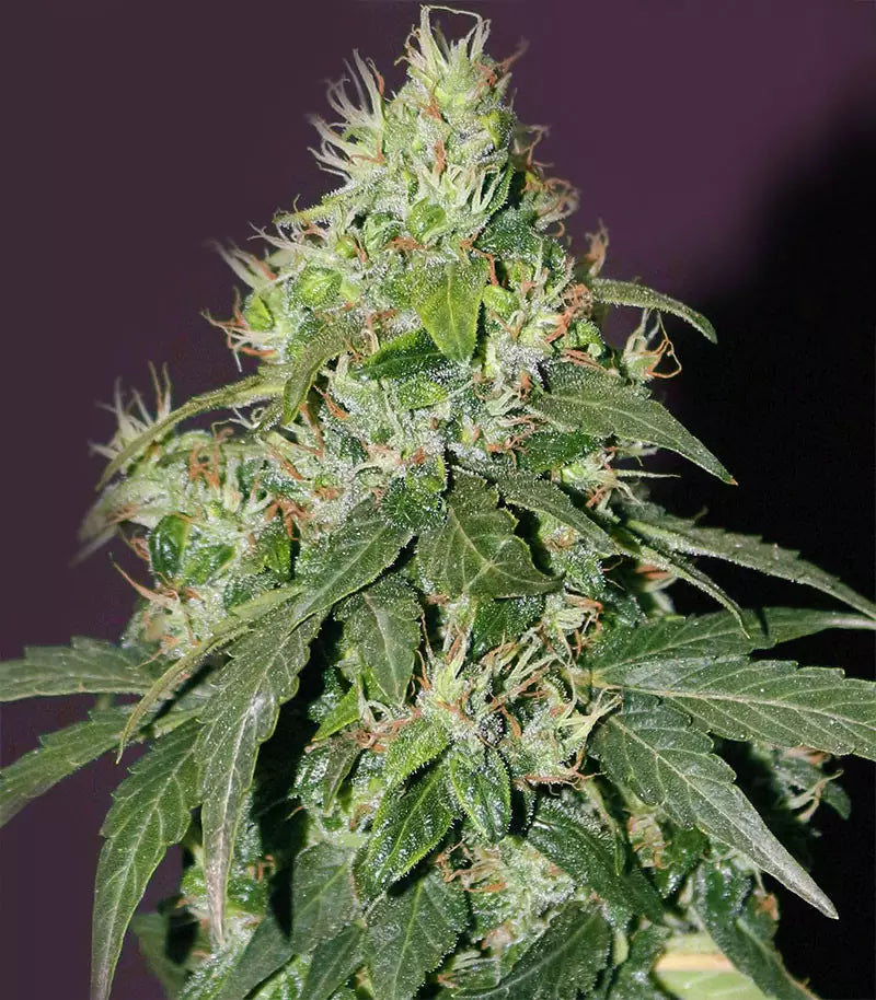CBD Auto 20:1 Cannabispflanze – Fast Buds, Foto 2
