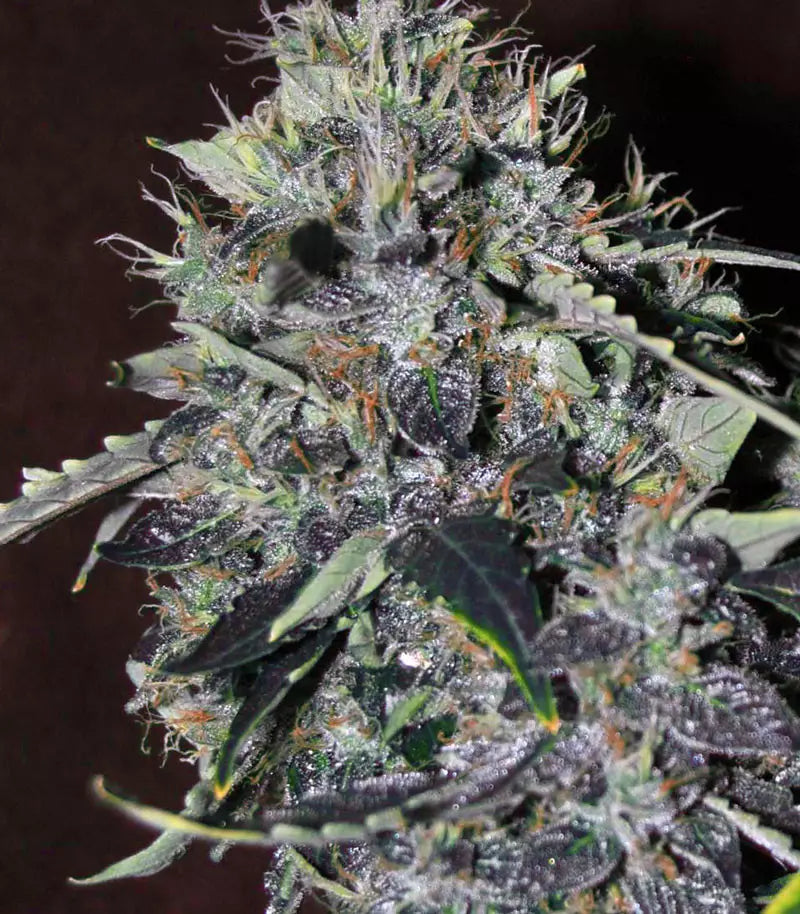 CBD Auto 20:1 Cannabispflanze – Fast Buds, Foto 3