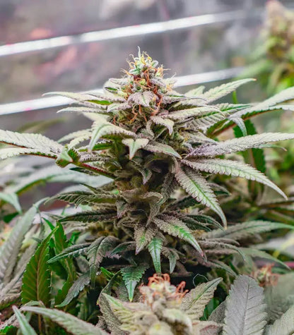 Donutz Cannabispflanze – Humboldt Seed Company, Foto 2