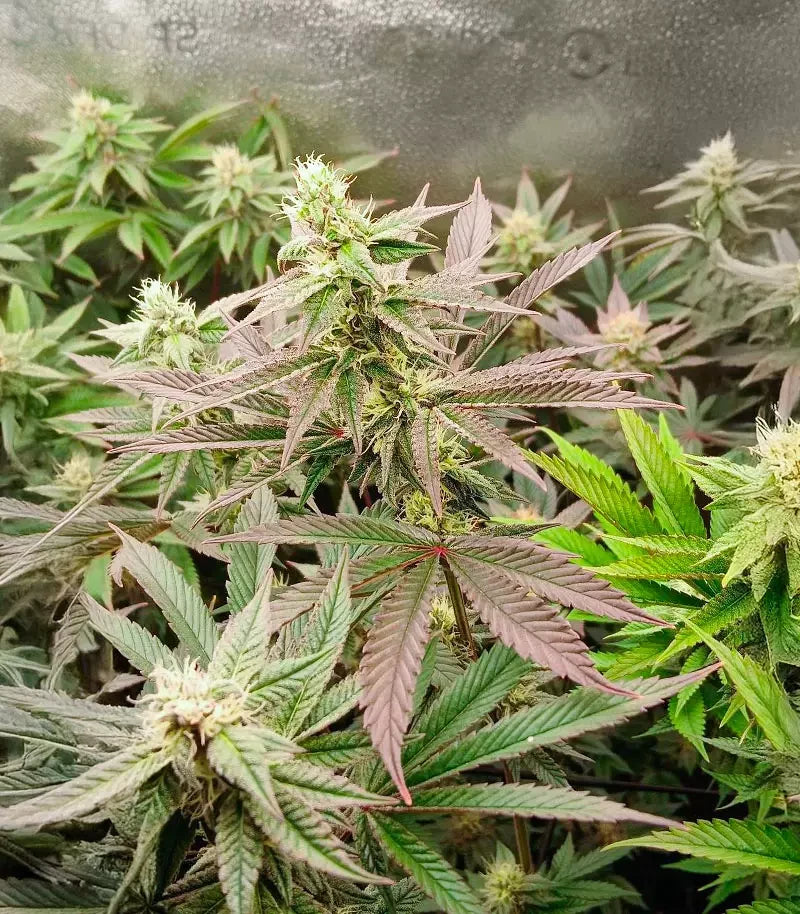 Donutz Cannabispflanze – Humboldt Seed Company, Foto 1