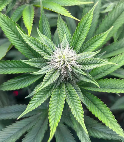 Donutz Cannabispflanze – Humboldt Seed Company, Foto 3