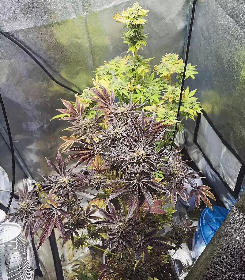 Dos Si Dos 33 Cannabispflanze – Barney's Farm, Foto 2