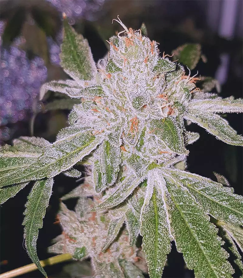 Dos Si Dos 33 Cannabispflanze – Barney's Farm, Foto 3