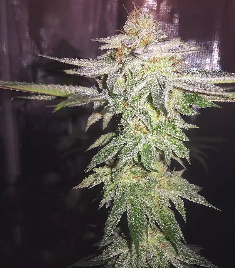 Dos Si Dos 33 Cannabispflanze – Barney's Farm, Foto 1