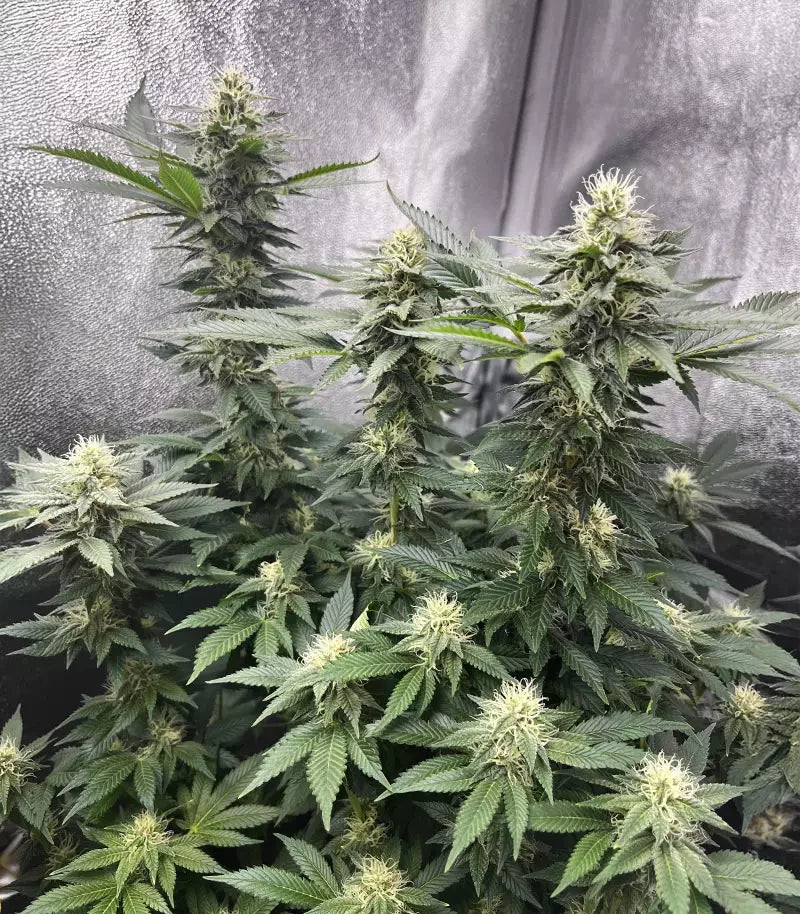 Gelato #45 Cannabispflanze – Barney's Farm, Foto 4