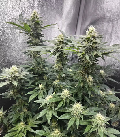 Gelato #45 Cannabispflanze – Barney's Farm, Foto 4